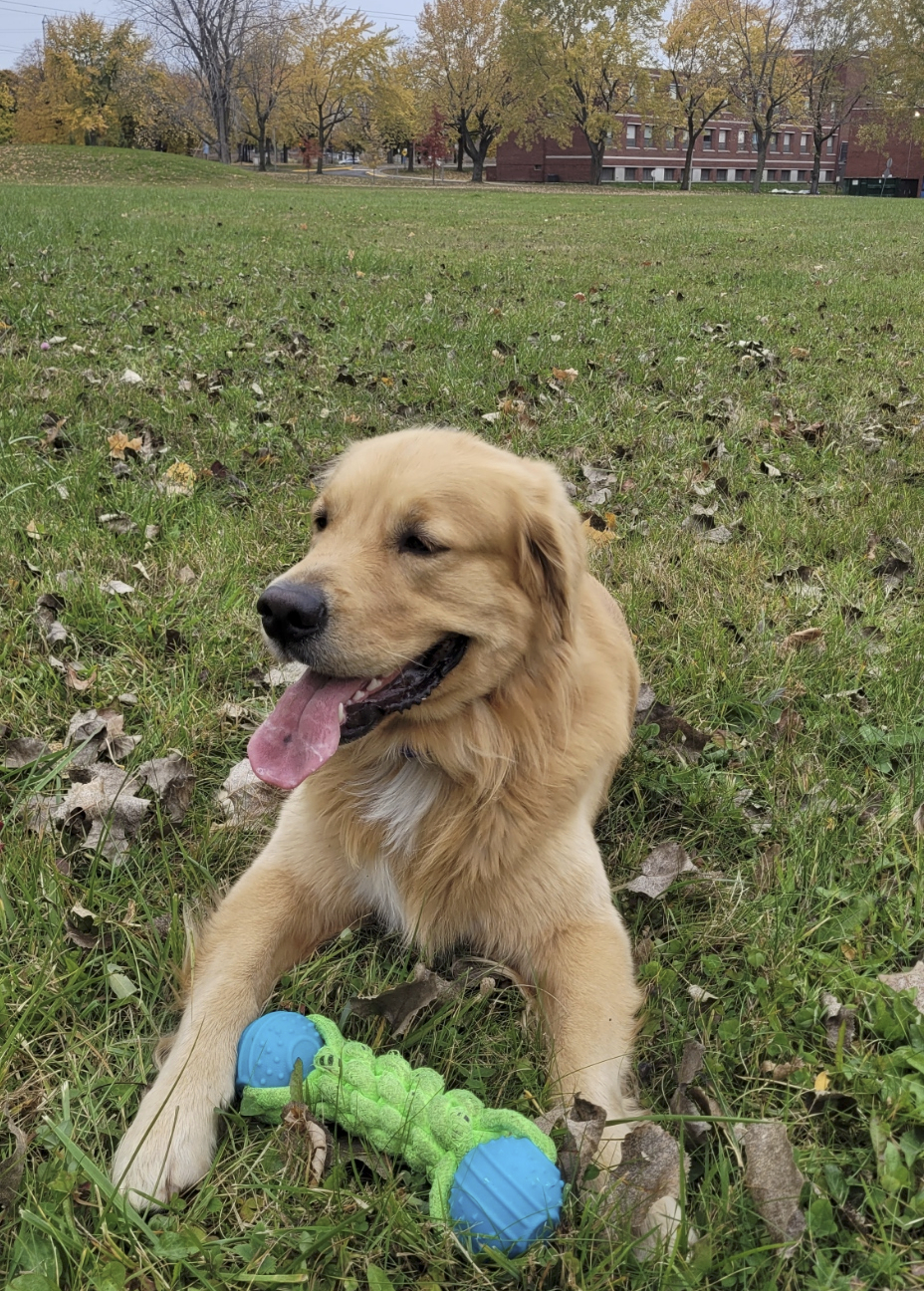 Pawsitivity: how dogs help us through stressful&nbsp;times